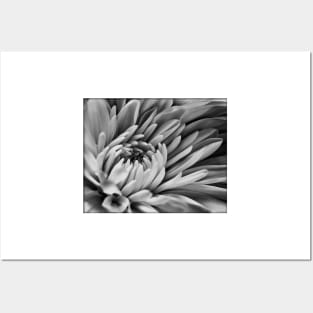 Dahlia in black and white Posters and Art
